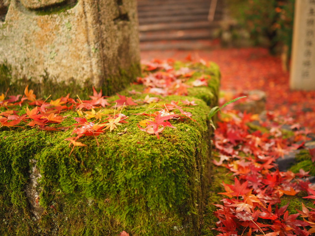 苔と散り紅葉