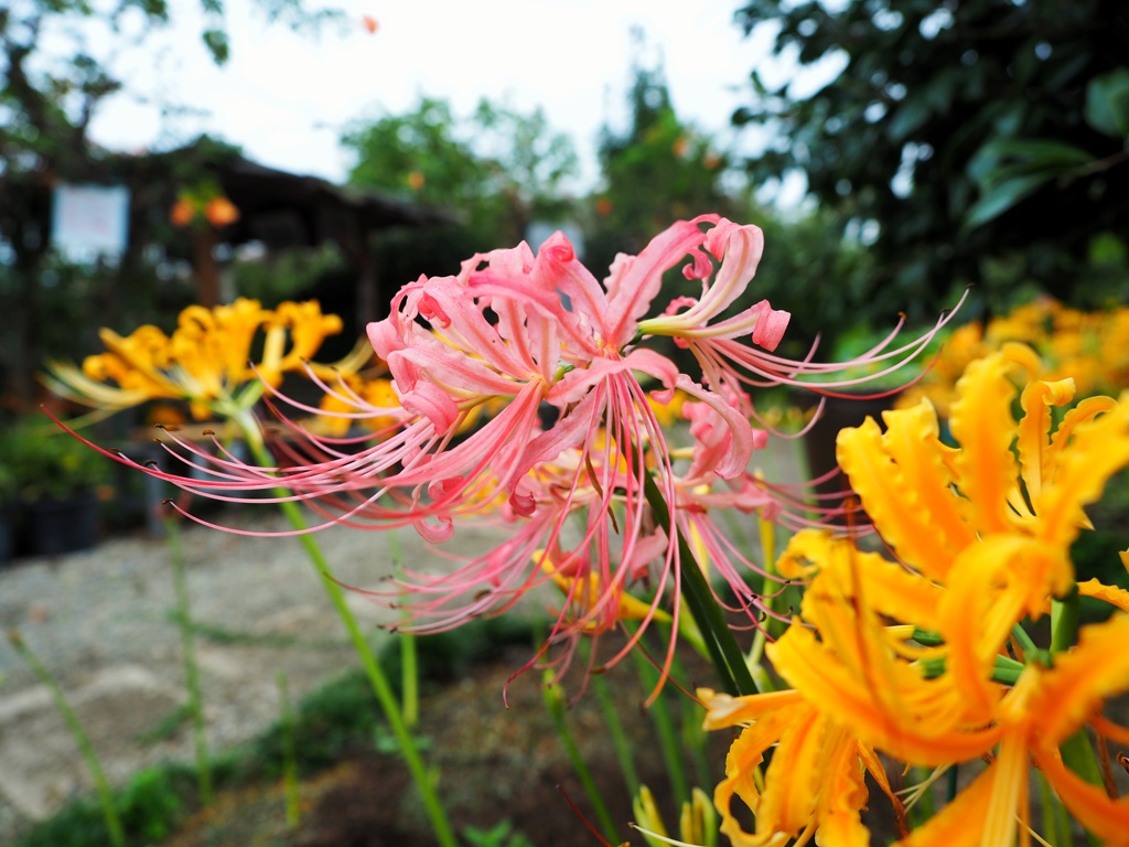 花の寺にて