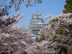 花満開の姫路城2