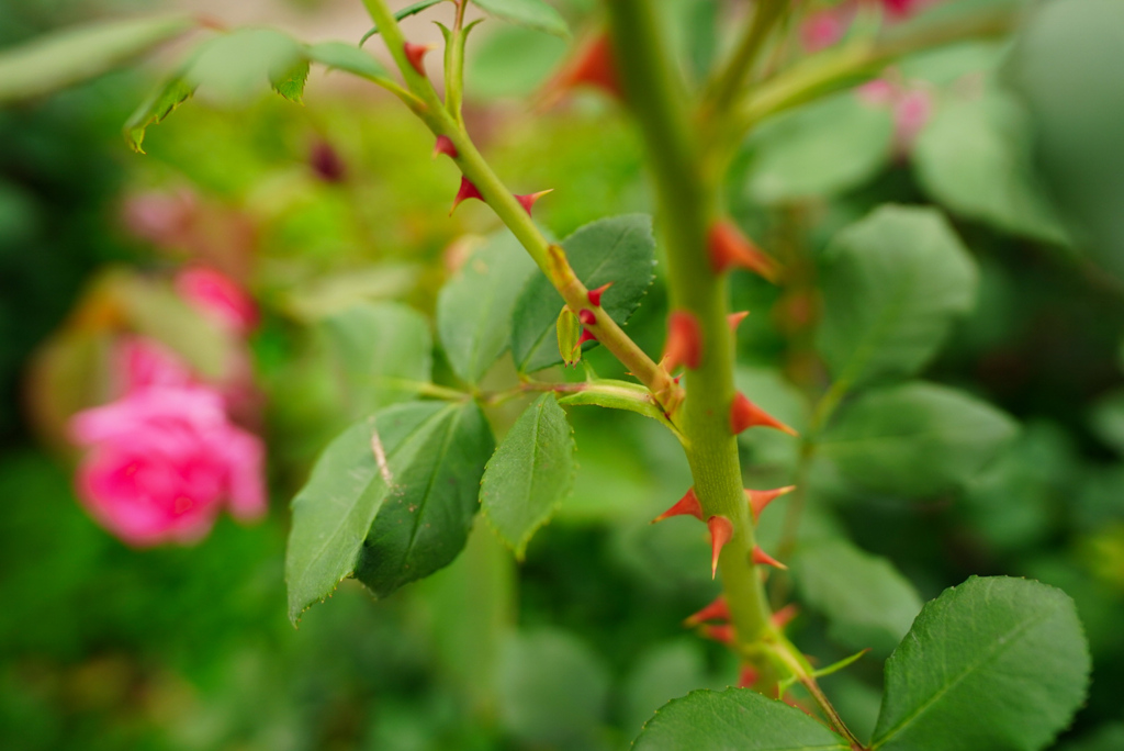 綺麗な薔薇には