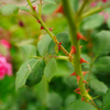 綺麗な薔薇には