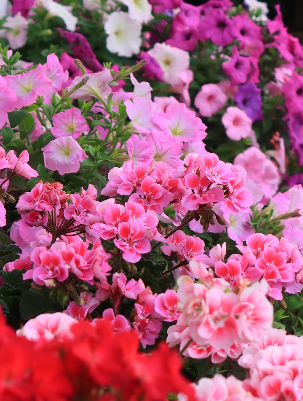 咲き誇る花たち