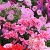 咲き誇る花たち