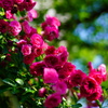 春の薔薇