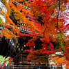 秋の真如堂