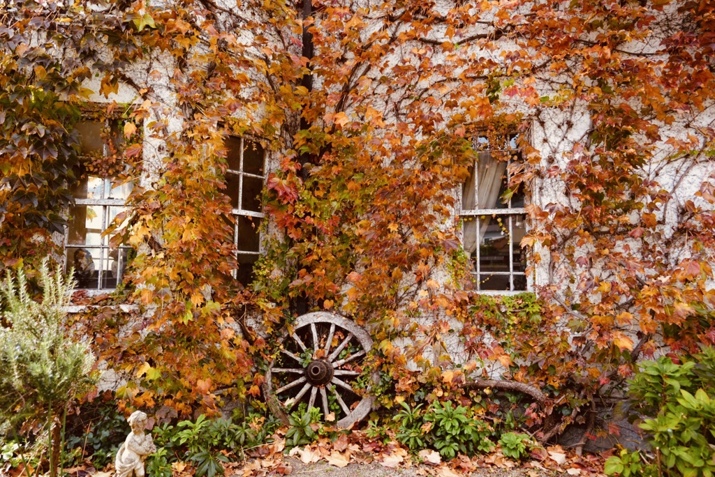 Autumn leaves