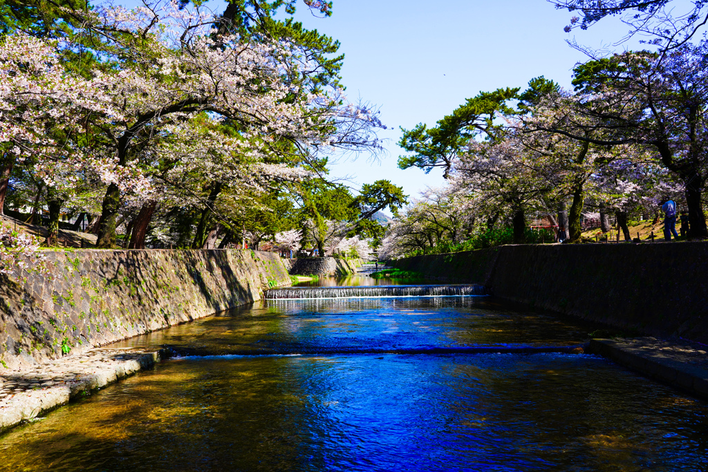 春が来た。