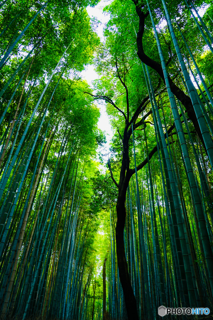 嵯峨野の竹林