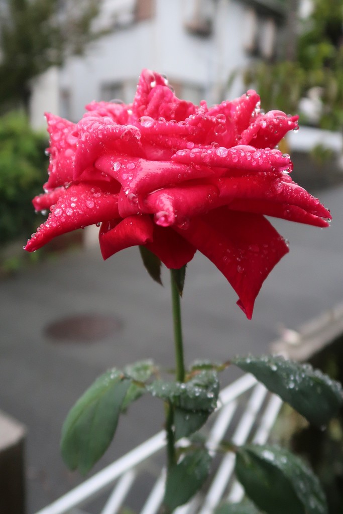雨の朝、一輪の薔薇