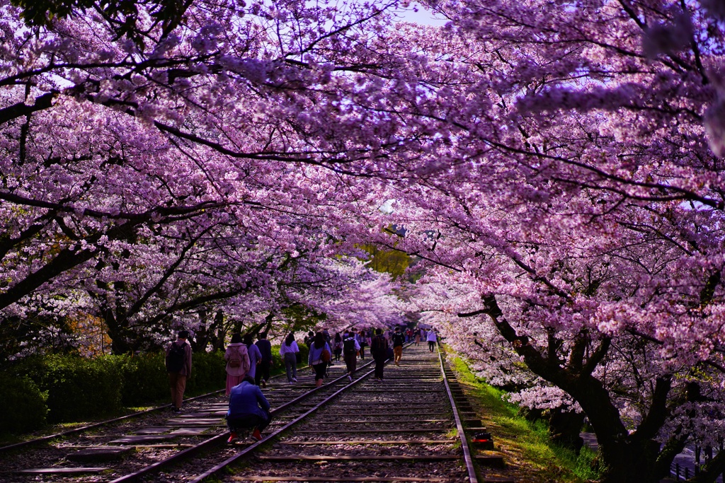 京都の桜を満喫 