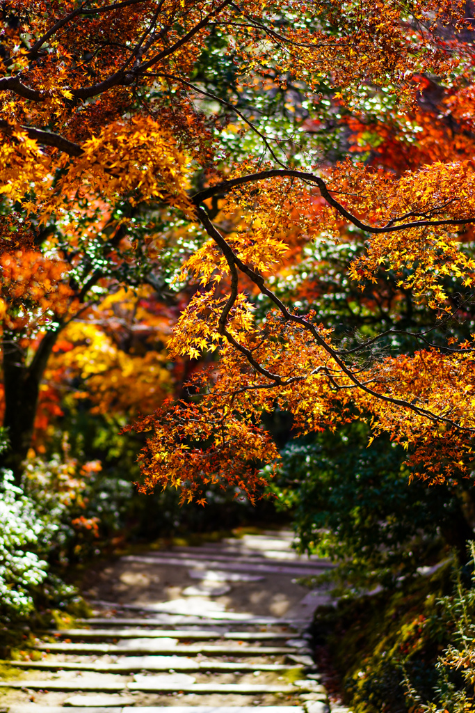 嵯峨野の紅葉