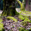 苔の風景