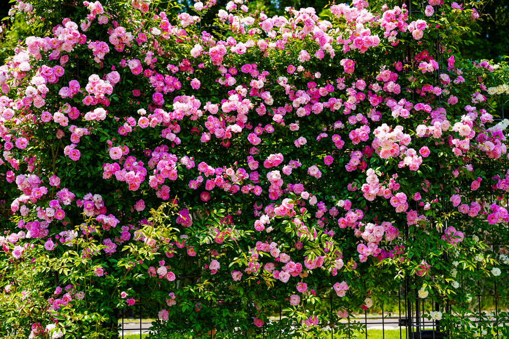 薔薇の花園