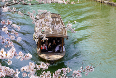 桜を愛でる舟旅