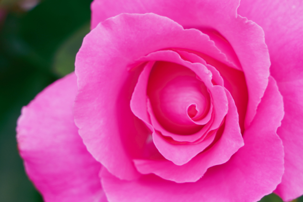 薔薇