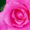 薔薇