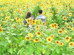 ふたりの夏