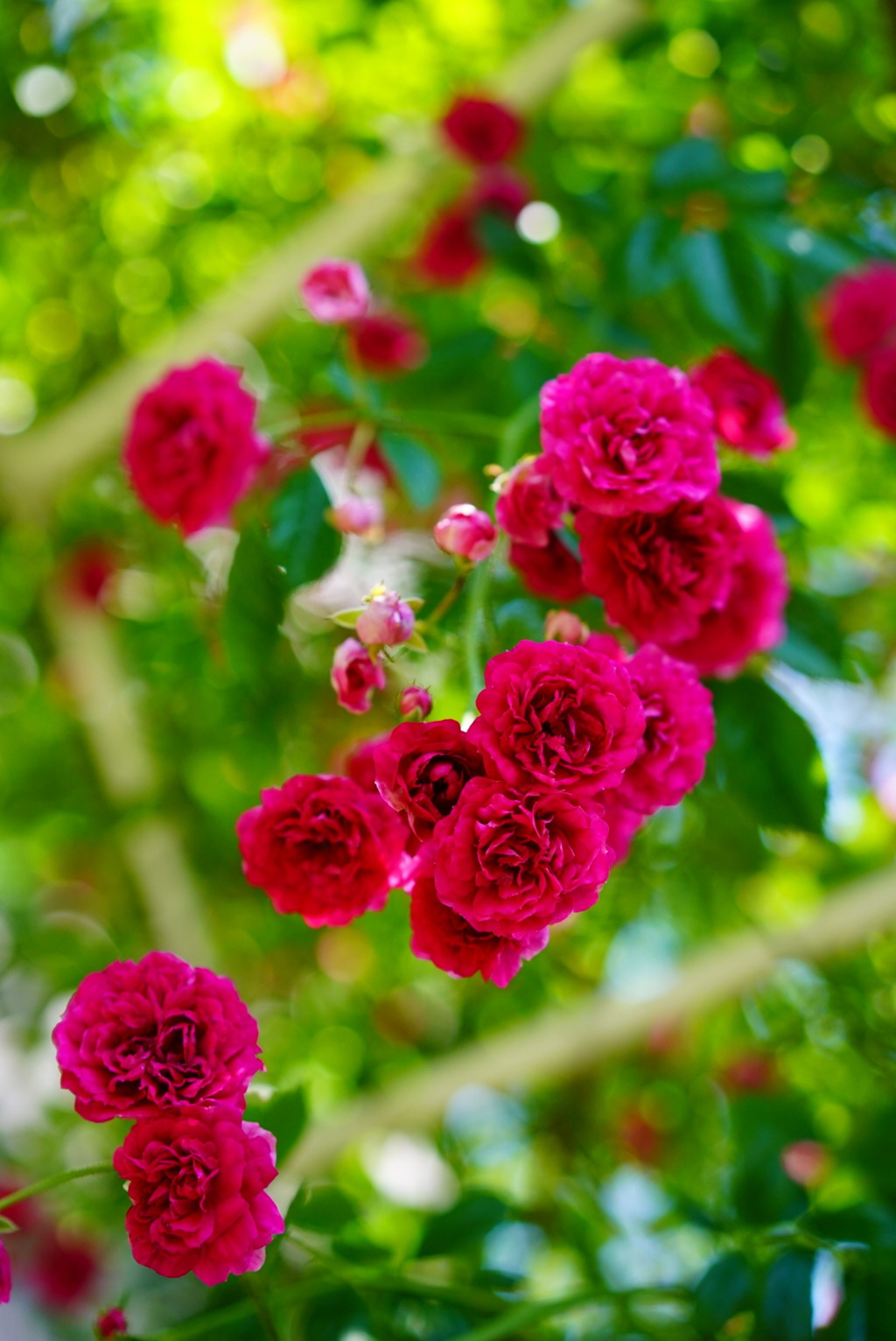 薔薇と緑