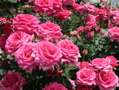 鮮やかピンク薔薇
