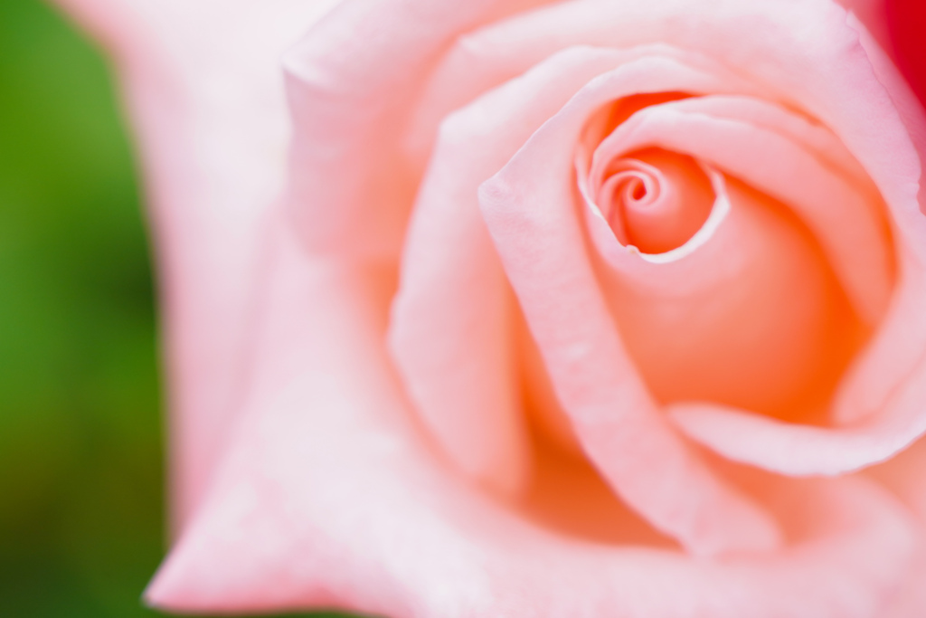 薔薇の花