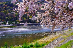 桂川 春風景