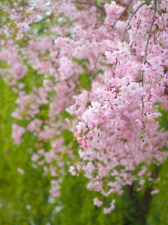 桜色舞うころ