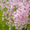 桜色舞うころ