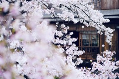 祇園の桜