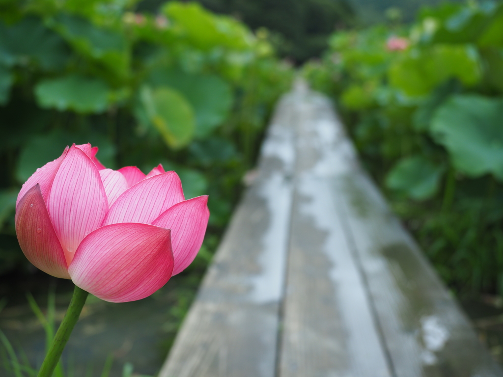 雨中の蓮池