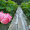 雨中の蓮池