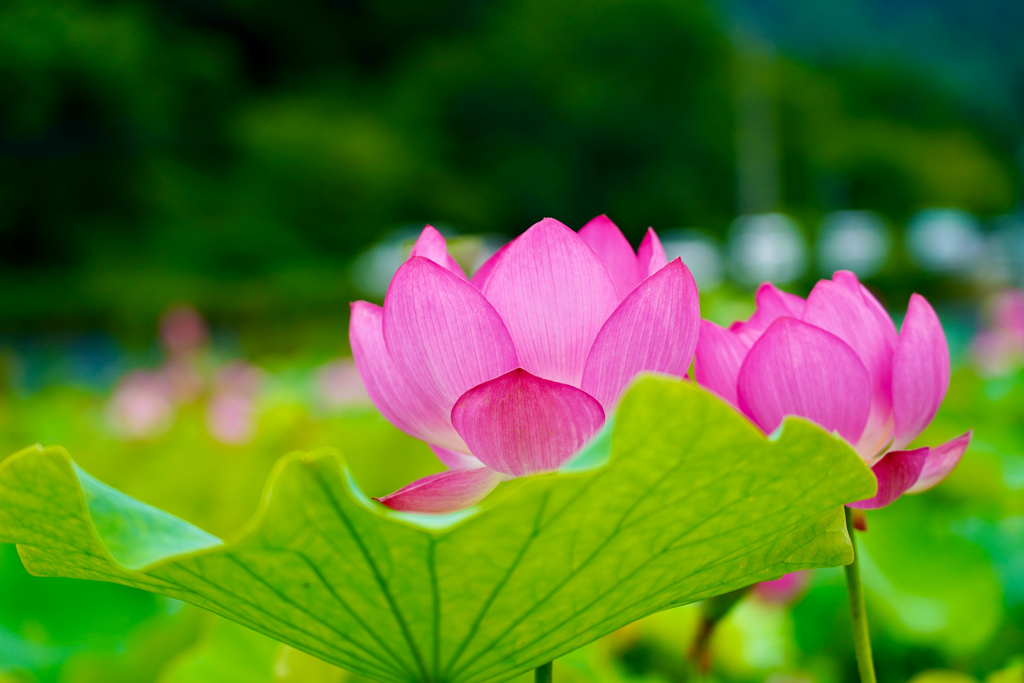 蓮池