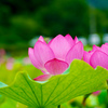 蓮池
