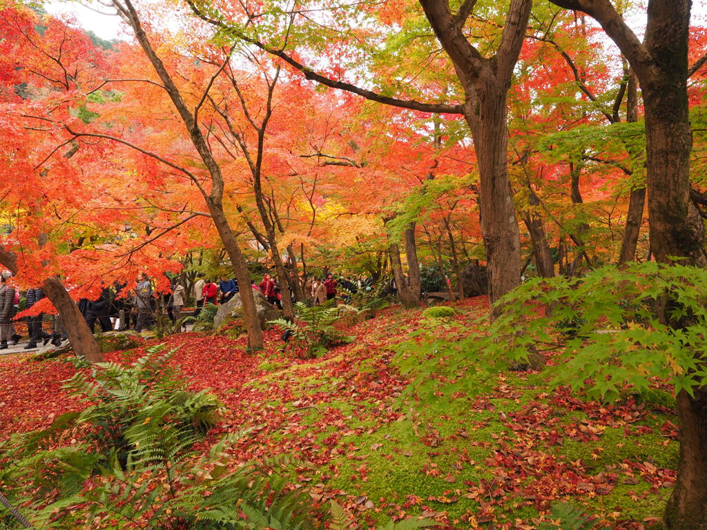 深まる京の紅葉景色