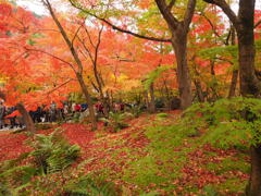 深まる京の紅葉景色