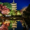 東寺　秋のライトアップ