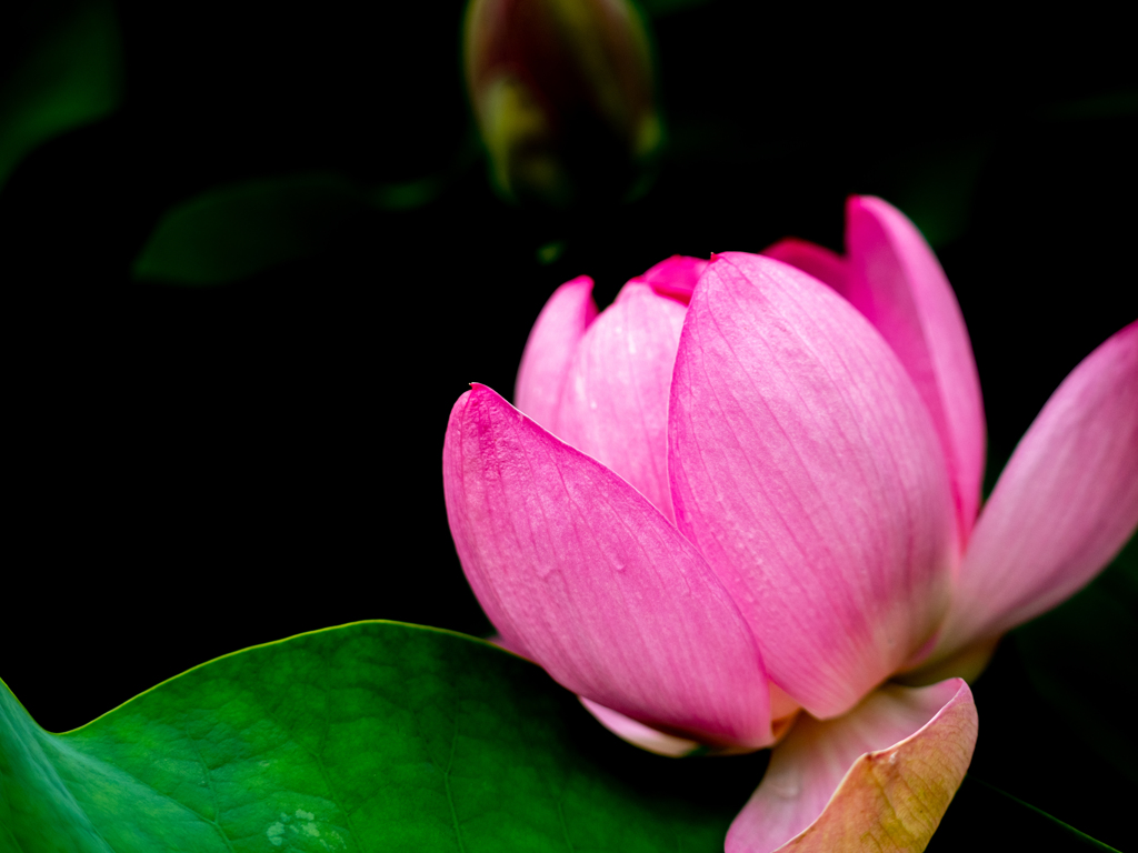 Lotus flower