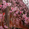 桜Part1