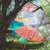 Corps of umbrellas