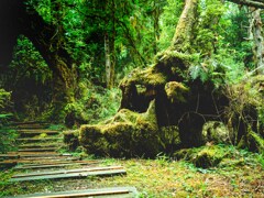 太平山国家森林遊楽区_3