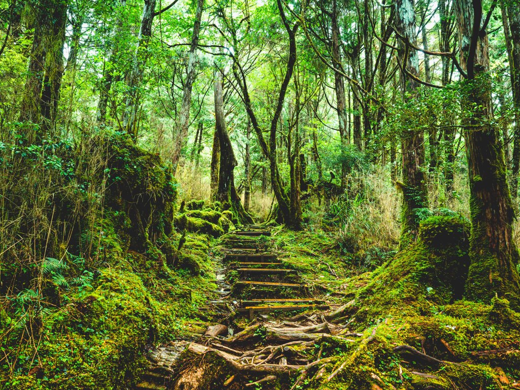 太平山国家森林遊楽区_2