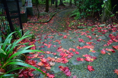 紅葉狩り