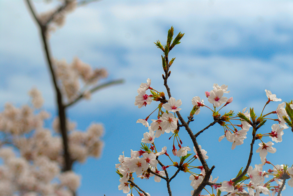 明石公園の桜