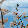 明石公園の桜