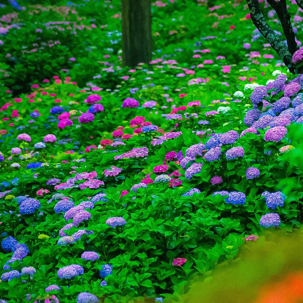 三室戸寺の紫陽花