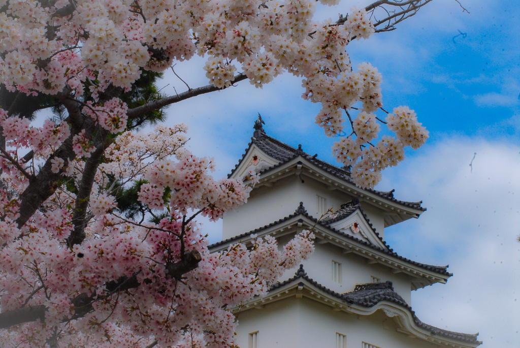 明石公園の桜