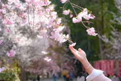 醍醐寺の桜