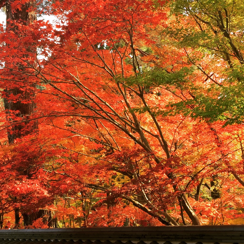 永観堂の紅葉