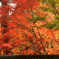 永観堂の紅葉