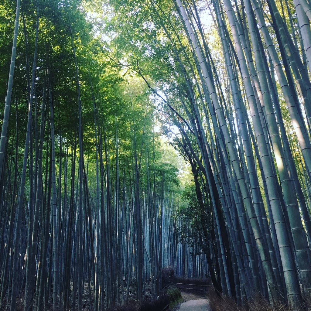 嵯峨野 竹林の道