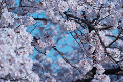 お花見